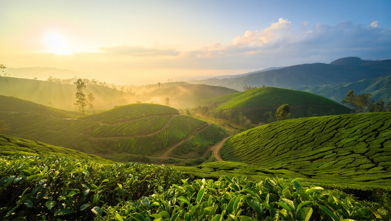 Airport to Nuwara Eliya Hill Country Transfer